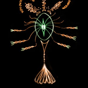 Prime Creation Egg