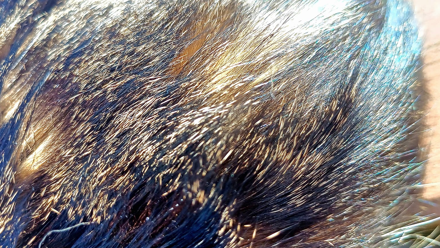 animal fur glow sitepage